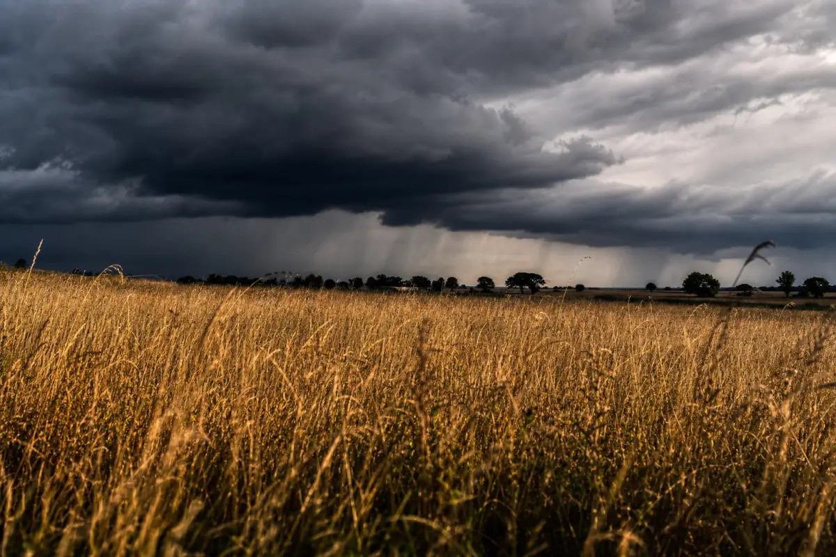 Orages d'été et pics de pollen : le risque allergique
